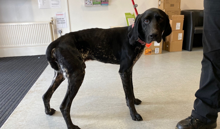 a black, skinny pointer type dog stands with its tail tucked next to a Scottish SPCA staff member