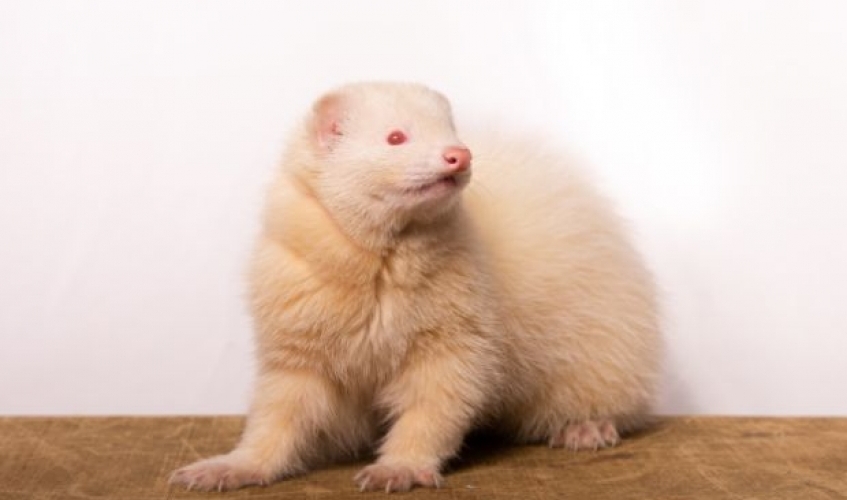 a white ferret standing on a wooden surface
