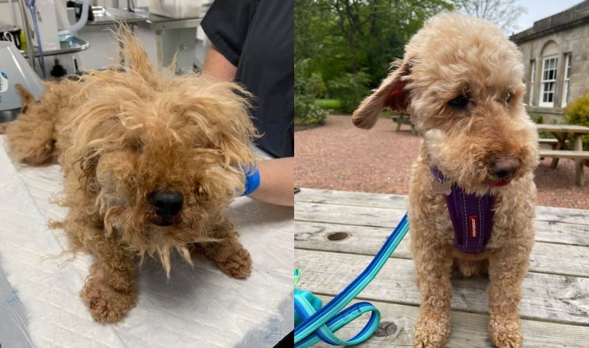 a before and after of a poodle showing a scruffy, matted dog on the left and the same dog once groomed and healthy on the right