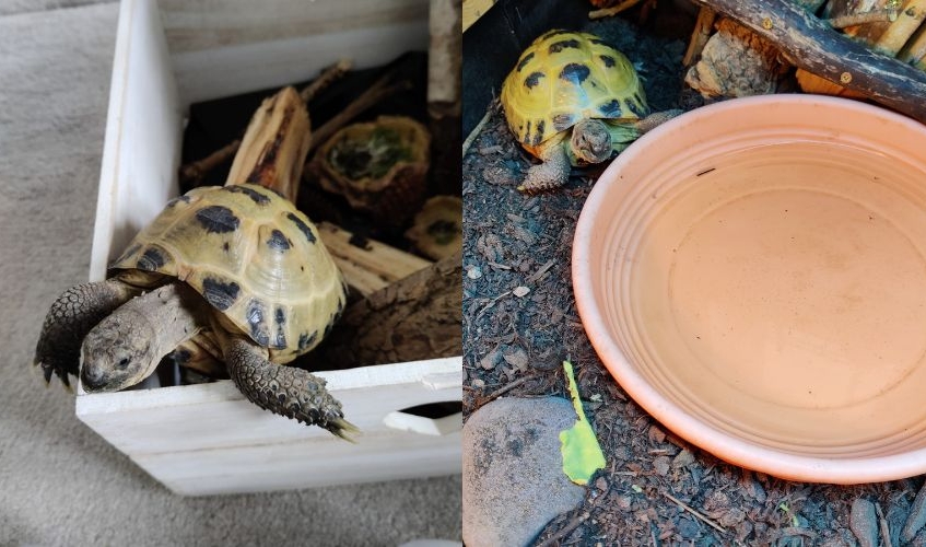 two images showing a small tortoise in her enclosure