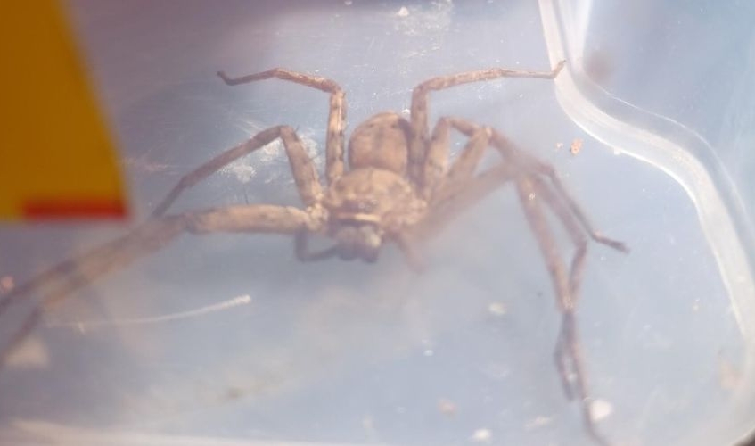 a large brown African huntsman spider in a plastic container