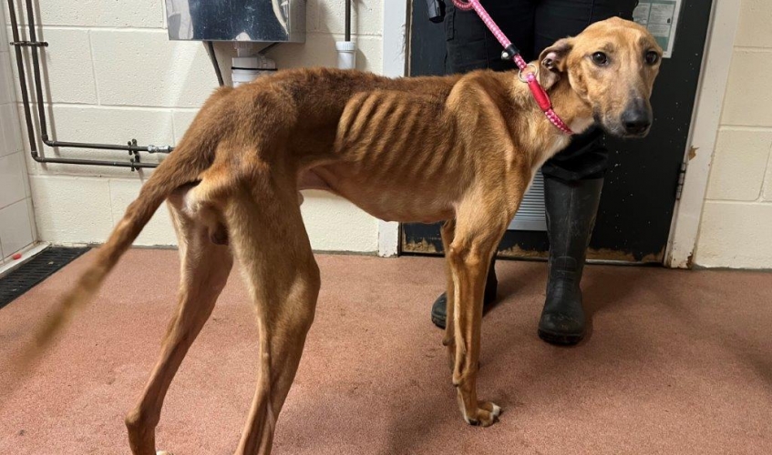 an emaciated tan lurcher standing in a corridor with a scottish spca member of staff
