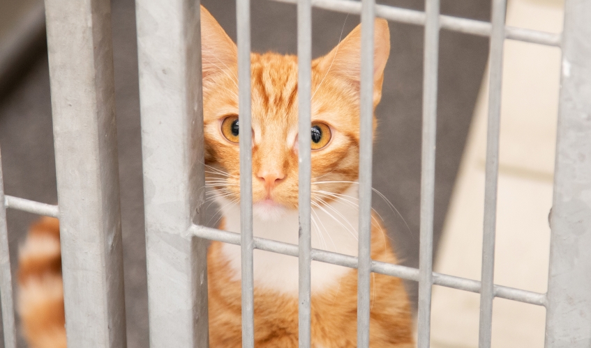 Sad looking cat in their kennel