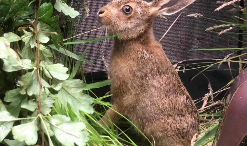 a baby hare among foliage in an outdoor enclosure