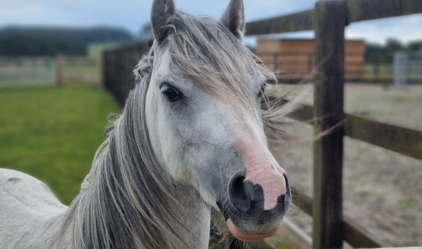 a grey pony in a field looking over a fence