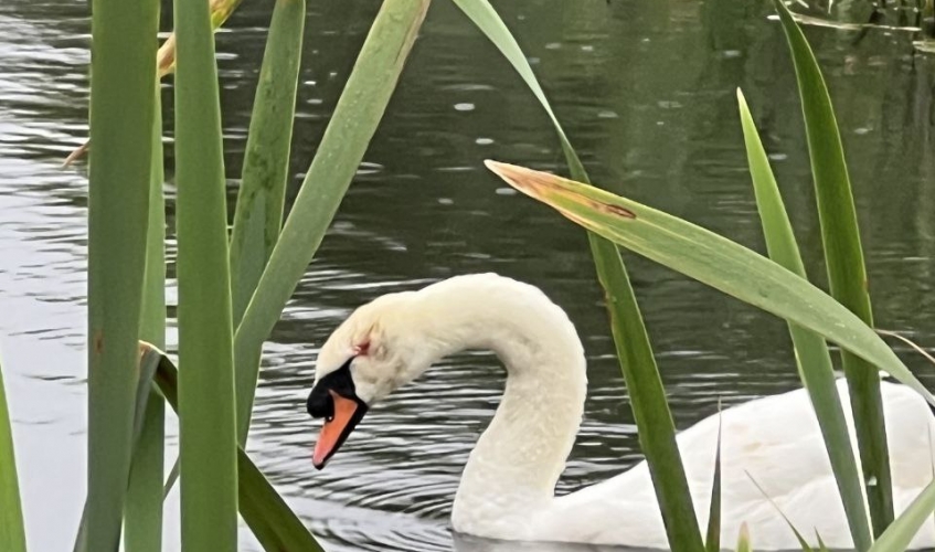 swan in the pond