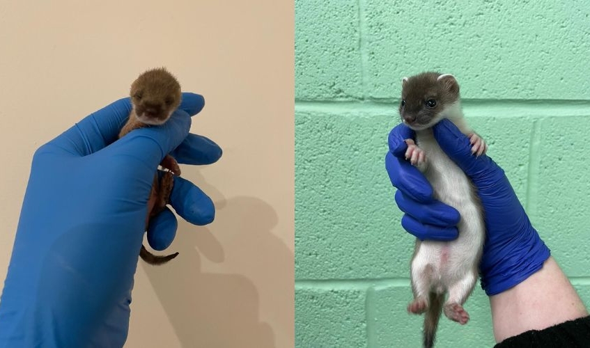a baby stoat being held by a staff member wearing a blue glove showing their progress growing from left to right