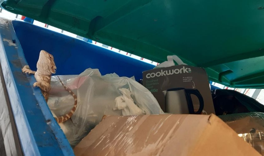 a bearded dragon lizard peeking out from a large blue industrial bin in amongst rubbish bags and boxes