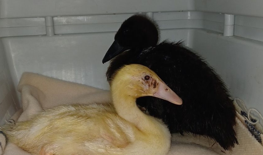 one yellow and one black duckling on a blanket in a container