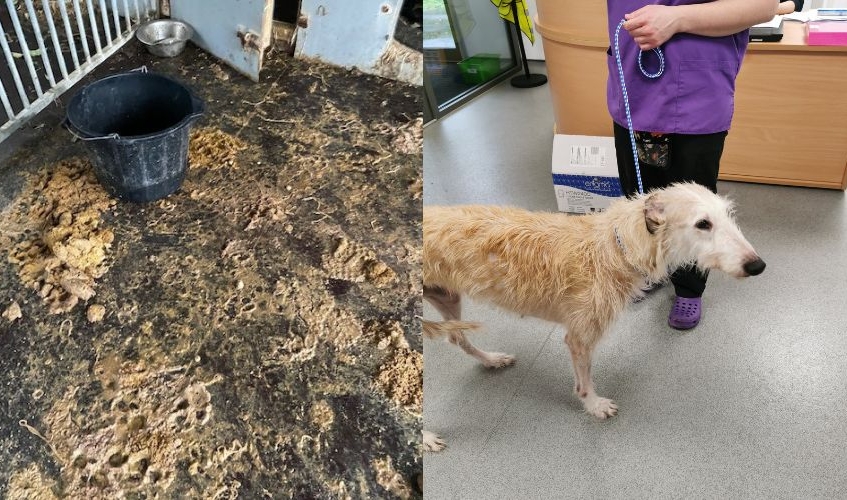 a collage showing a kennel covered in dog faeces on the left and a tan deerhound on the right