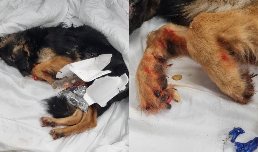 a German shepherd lying on a white sheet on the left, with a close up of the dog's bloody paws on the right