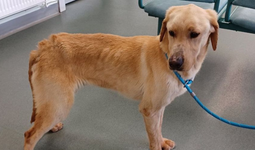 a skinny golden Labrador standing in a centre with a blue lead around his neck