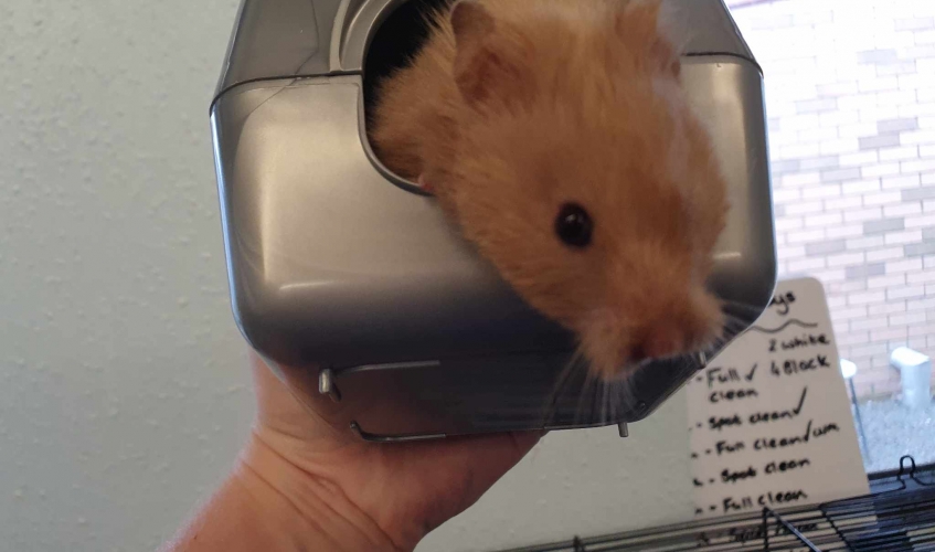 Hamster being held in a small grey plastic hamster house
