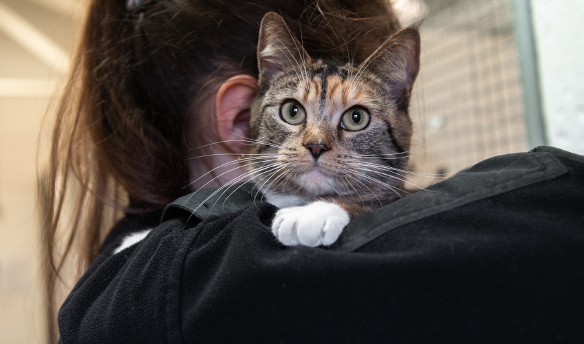 a tabby cat being held by a member of staff