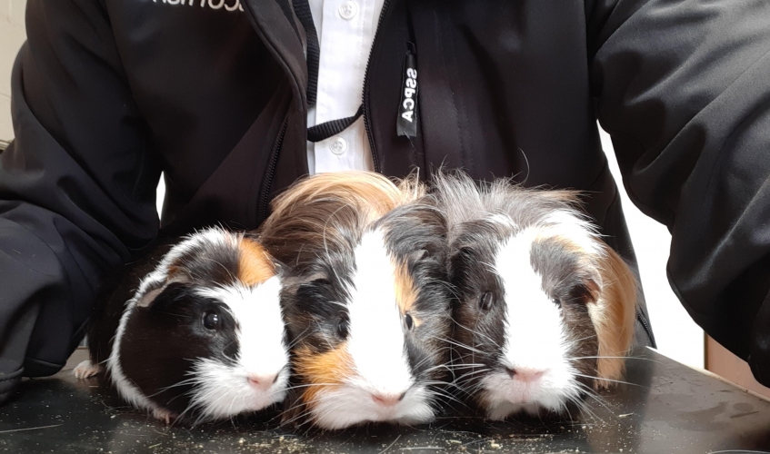 three black, tan and white Guinea pigs on a vet table in front of a member of Scottish SPCA staff