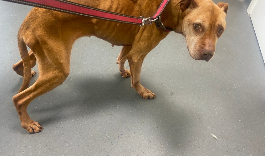 an emaciated tan Staffordshire bull terrier type dog