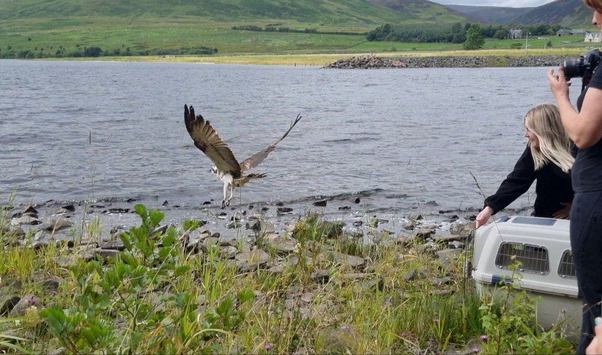 Osprey being released