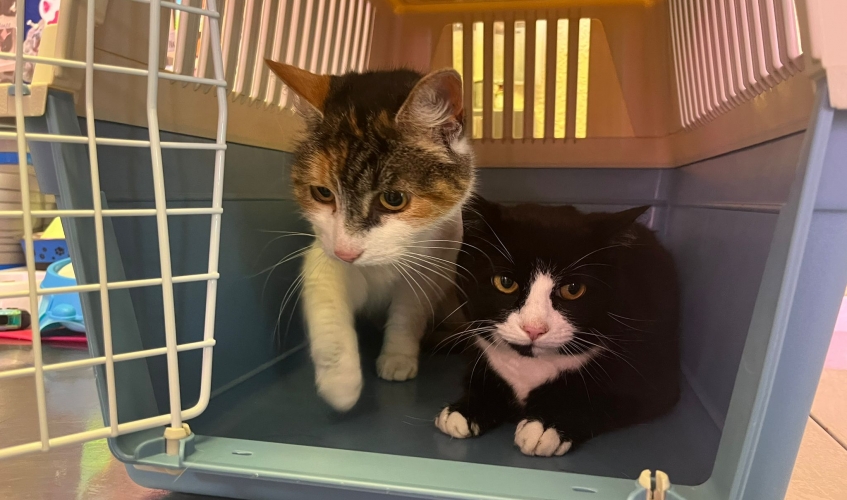 cats abandoned in cat carrier