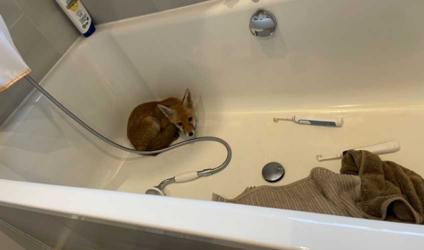 a fox cub curled up in the corner of a bath tub