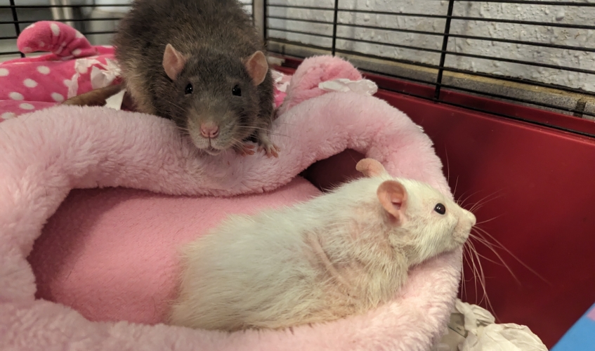 one brown rat and one cream rat lying on a pink bed in a cage