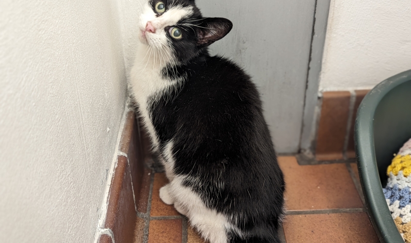 a black and white cat inside a cattery unit