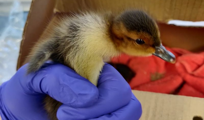 a wigeon chick being held by a member of staff wearing blue sterile gloves