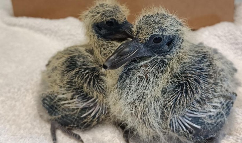 two baby wood pigeons sitting on a white towel