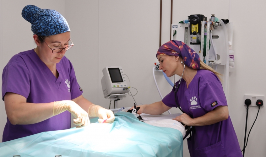 two vets in purple Scottish SPCA scrubs operating on an animal 