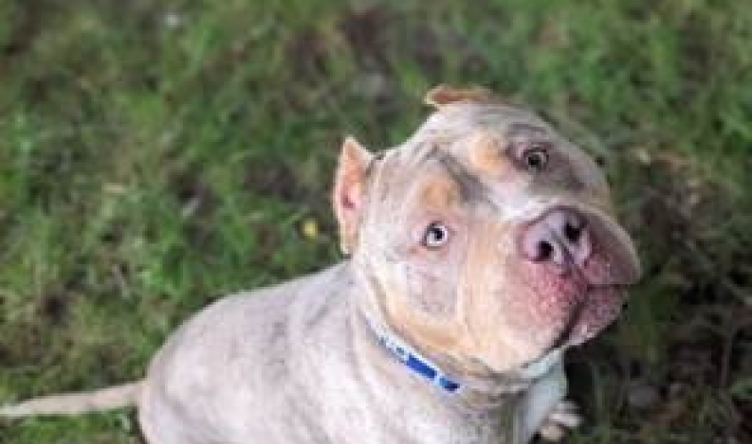 a grey and tan XL bully with cropped ears sitting on grass