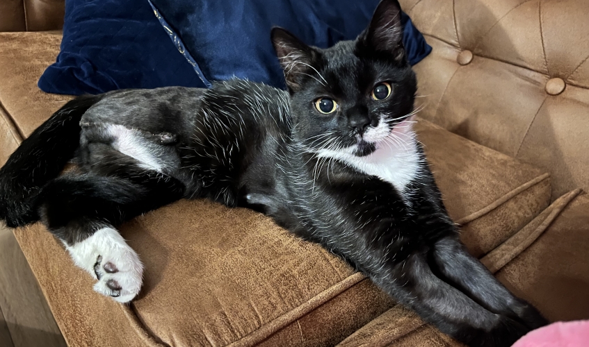 black and white kitten on a brown sofa