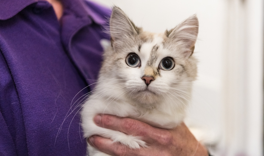 a grey and white cat being held by a Scottish SPCA staff member