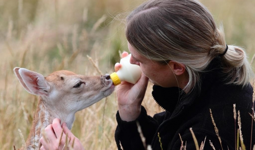 Wildlife hospital assistant manager April bottle feeding fawn