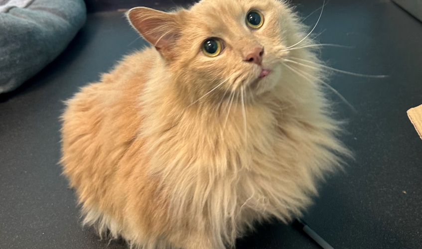 abandoned ginger long haired cat
