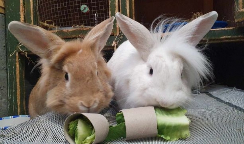 Edam and Stilton the bunnies