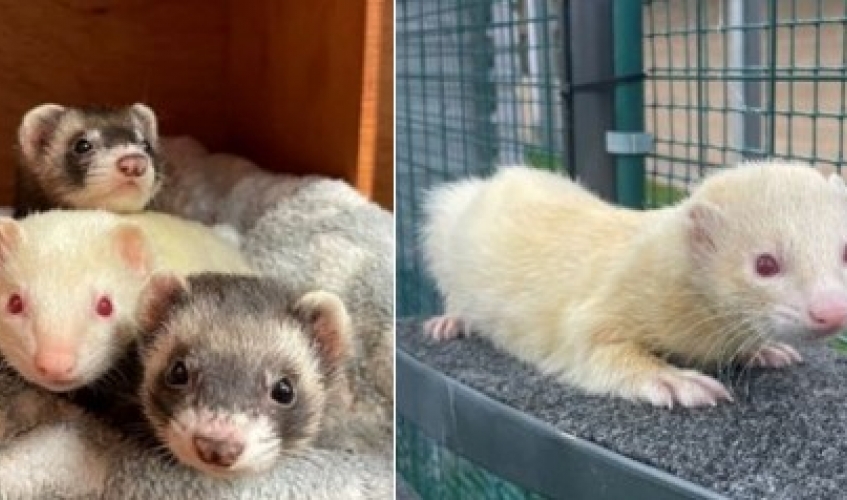 Darren the ferret and Princess, Crystal and Bear the ferrets