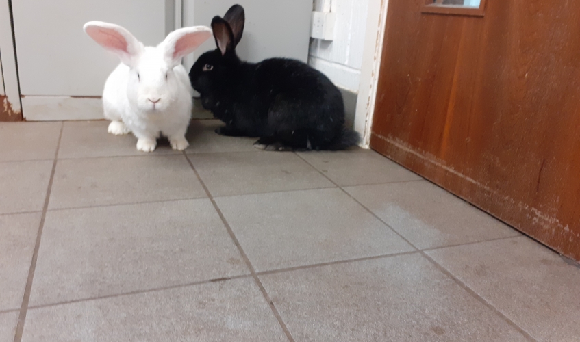 two rabbits abandoned on A73