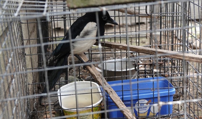 Magpie in trap