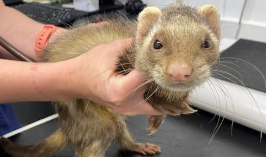 A light brown ferret being checked over by a vet