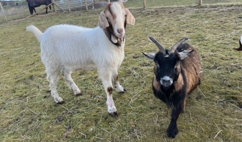 Gandalf the goat and friends