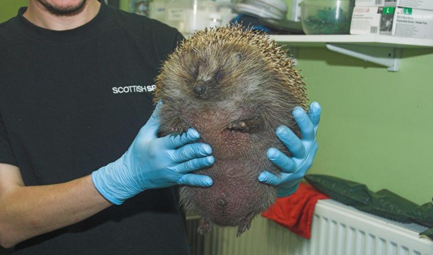 Beachball sized hedgehog rescued by Scottish SPCA