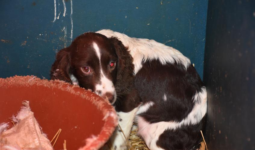 Owner of Aberdeenshire puppy farm convicted of cruelty offences