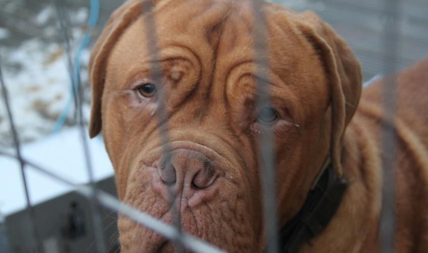 Scottish SPCA backs game-changing overhaul of animal welfare law