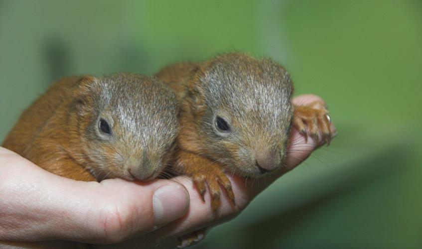 Red squirrel orphans rescued