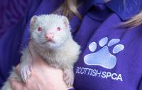 Ferret with red eyes held by member of staff