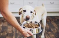 Dog looking at a bowl of dog food