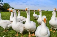 Geese standing in a field
