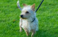 Little dog on lead standing in grass field 