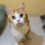 Ginger and white cat