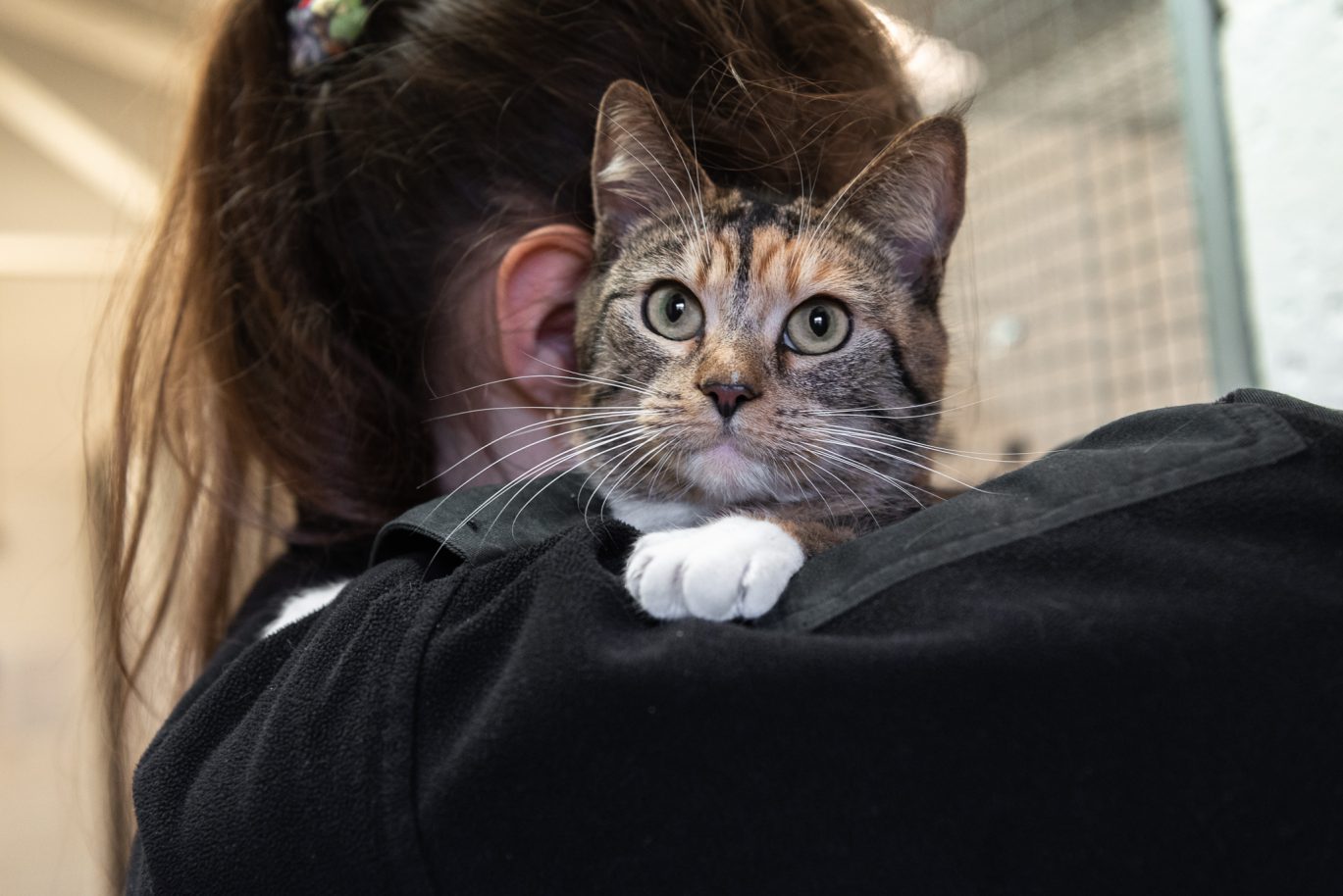Cat with officer