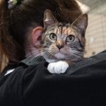 Cat with officer